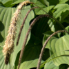 Carex pendula - Abriachan Nurseries, The Garden On Loch Ness